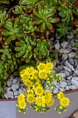 AEONIUM X LOARTEI