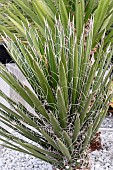 YUCCA FILIFERA