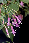 FUCHSIA PINK SUCCESS