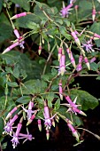 FUCHSIA PINK SUCCESS