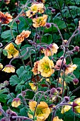 GEUM MR BOJANGLES