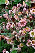 GEUM NUDGE & A WINK