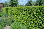 YEW HEDGE (TAXUS)