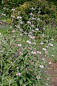 PHLOMIS PURPUREA