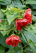 ABUTILON LUCKY LANTERN RED
