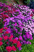 DIANTHUS BARBATUS
