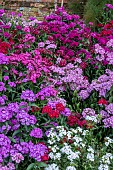 DIANTHUS BARBATUS