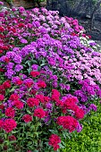 DIANTHUS BARBATUS