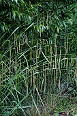 CAREX PENDULA