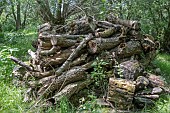 WOOD PILE FOR CREATURES COVER