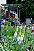 EREMURUS WHITE BEAUTY WITH PATIO IN BACGROUND