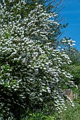 DEUTZIA SCABRA PLENA