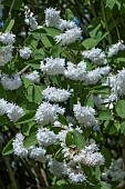 DEUTZIA SCABRA PLENA