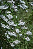 DEUTZIA SCABRA PLENA