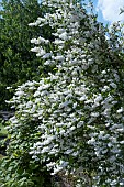 DEUTZIA SCABRA PLENA