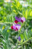 VICIA SATIVA