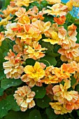 TROPAEOLUM DOUBLE DELIGHT APRICOT