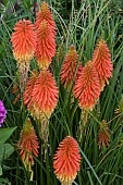 KNIPHOFIA MANGO POPSICLE