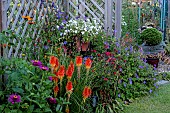 SUMMER BORDER