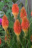 KNIPHOFIA MANGO POPSICLE