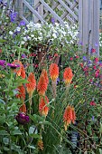 SUMMER BORDER