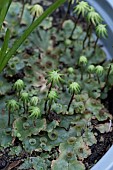 LIVERWORT