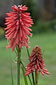 KNIPHOFIA POCO RED