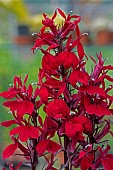 LOBELIA STARSHIP BURGUNDY