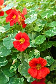 TROPAEOLUM ALASKA SCARLET