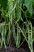CLIMBING FRENCH BEAN COBRA