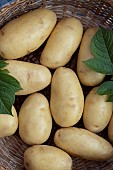 POTATOE BABY GEMS