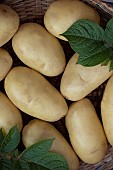 POTATOE BABY GEMS
