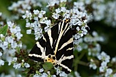 JERSEY TIGER MOTH
