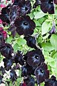 PETUNIA BLACK VELVET