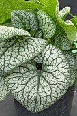 BRUNNER MACROPHYLLA JACK OF DIAMONDS