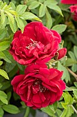 ROSA RUGOSA TAKE IT EASY
