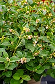 SYMPHOROCARPUS MAGICAL 