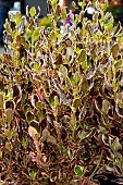 COPROSMA REPENS ECLIPSE