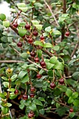 UGNI MOLINEA PRETTY BERRY PBR