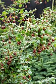 UGNI MOLINEA PRETTY BERRY PBR