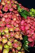 HYDRANGEA MACROPHYLLA MAGICAL GREENFIRE