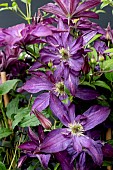 CLEMATIS GLORIUS DAY