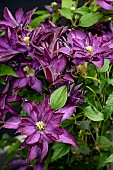 CLEMATIS GLOROUS DAY