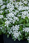 CATHERANTHUS SOIREE WHITE