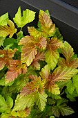 PHYSOCARPUS OPULUS AMBER JUBILEE