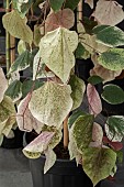 CERCIS CANADENSIS CAROLINA SWEETHEART