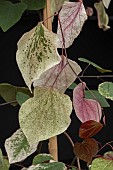CERCIS CANADENSIS CAROLINA SWEETHEART