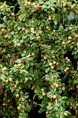 COTONEASTER SEUCICUS CORAL BEAUTY