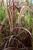PENNISETUM RUBRUM