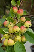 MALUS RED SENTINEL